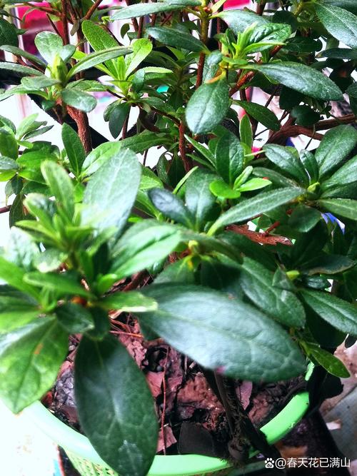 杜鹃花与茶花是一种花吗?从品种档案到养护全解析 光照与水肥精准方案:因品种而异