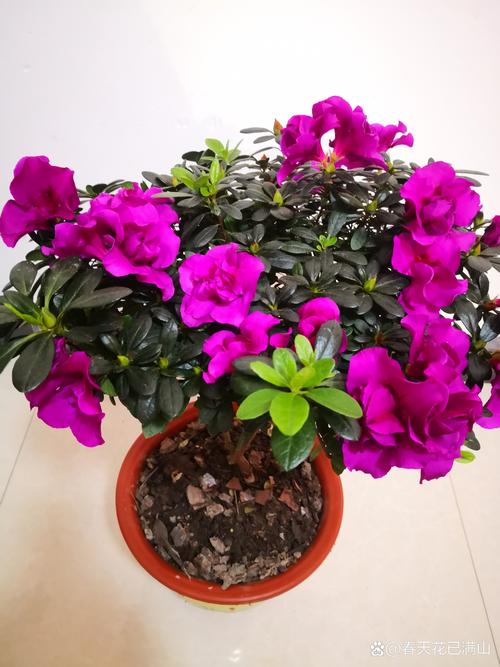 杜鹃花与茶花是一种花吗?从品种档案到养护全解析 品种基础档案:杜鹃花与茶花的核心区别