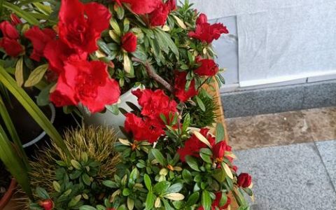 杜鹃花与茶花是一种花吗？从品种档案到养护全解析
