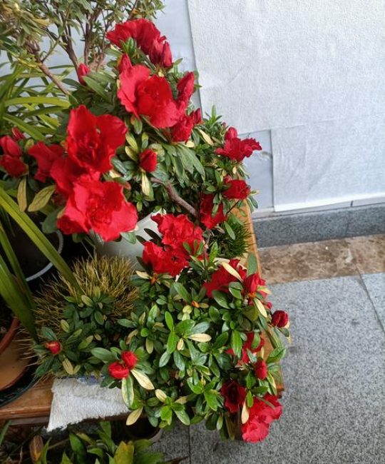 杜鹃花与茶花是一种花吗？从品种档案到养护全解析