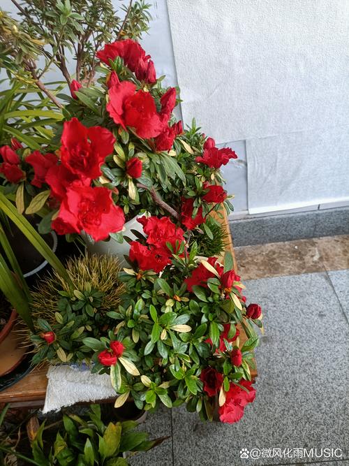 杜鹃花与茶花是一种花吗?从品种档案到养护全解析 杜鹃花和茶花不是同一种花