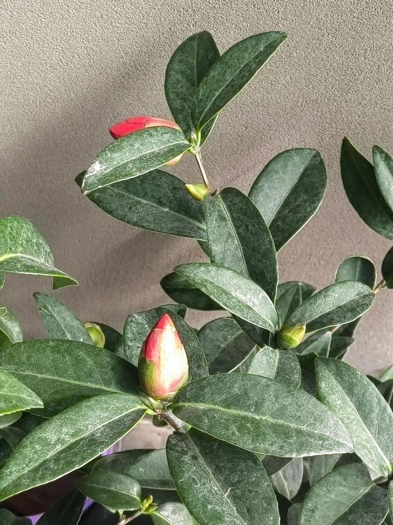 杜鹃花与茶花是一种花吗?从品种档案到养护全解析 盆栽/地栽选择决策:3个判断标准