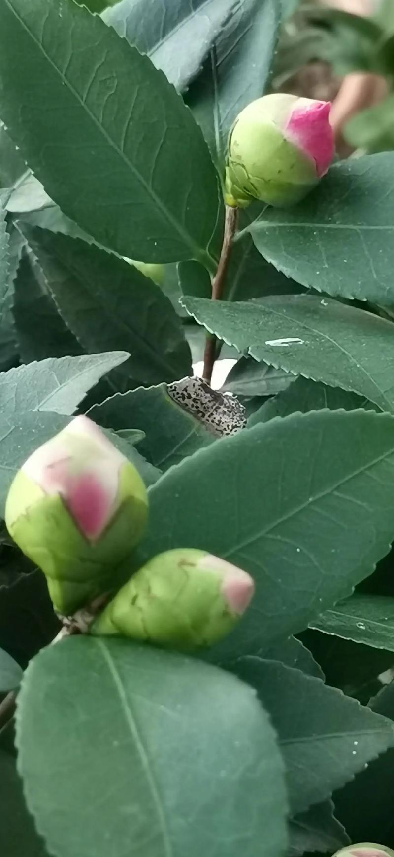 杜鹃花与茶花是一种花吗?从品种档案到养护全解析 越冬与越夏管理:分气候带操作