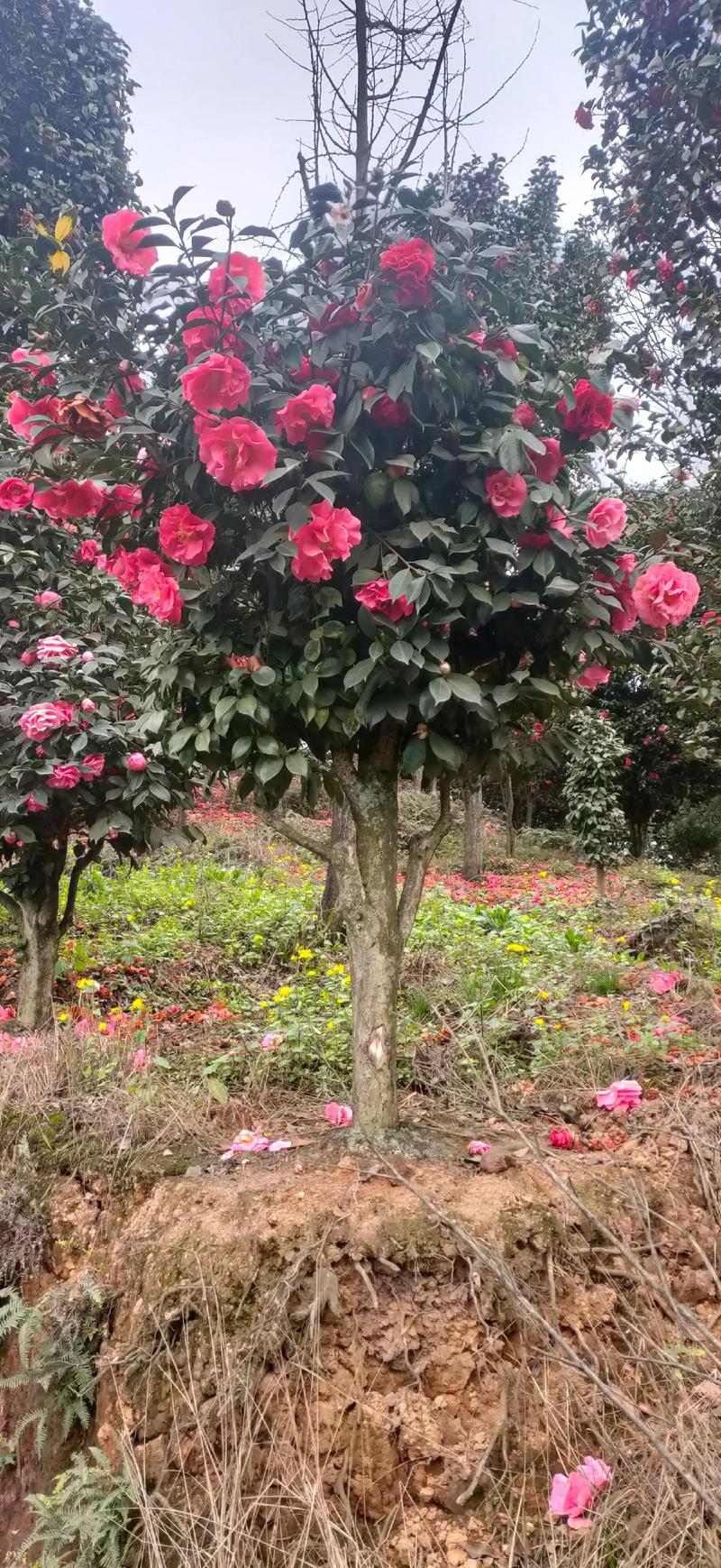 杜鹃花与茶花是一种花吗?从品种档案到养护全解析 常见误区与纠正