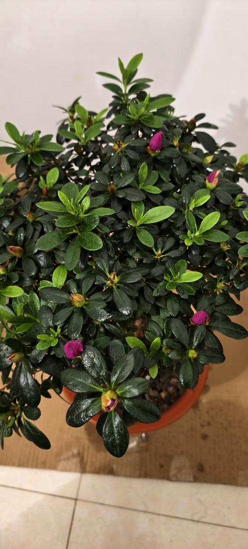 杜鹃花与茶花是一种花吗?从品种档案到养护全解析 总结:核心可执行动作3条