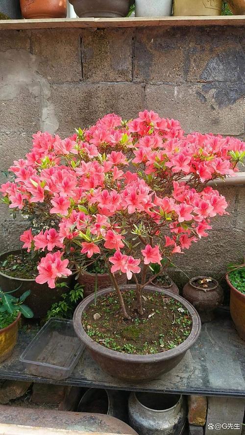 杜鹃花与茶花是一种花吗?从品种档案到养护全解析 FAQ