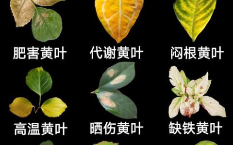 杏树叶子发黄是什么原因？全面诊断与防治指南