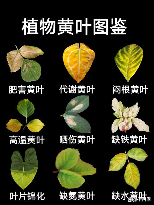 杏树叶子发黄是什么原因？全面诊断与防治指南