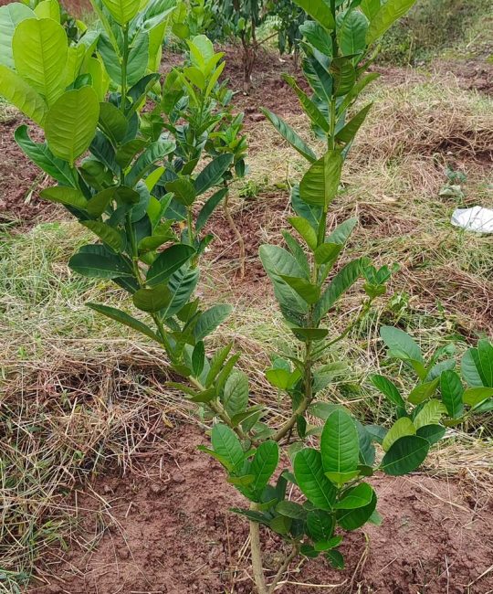 佛手柑怎么种？从选时到成活的完整种植指南（附详细参数）