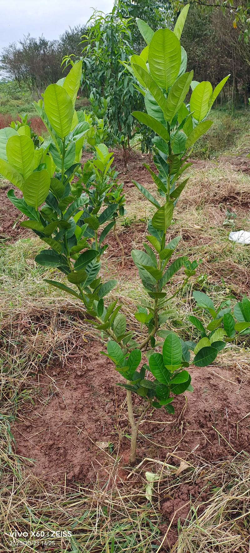 佛手柑怎么种?从选时到成活的完整种植指南(附详细参数) 一、适宜时间