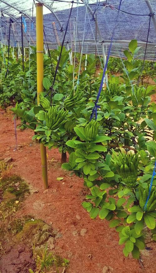 佛手柑怎么种?从选时到成活的完整种植指南(附详细参数) 三、栽前处理