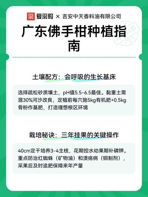 佛手柑怎么种?从选时到成活的完整种植指南(附详细参数) 七、成活注意事项