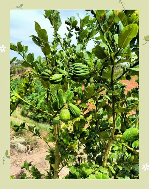 佛手柑怎么种?从选时到成活的完整种植指南(附详细参数) 六、缓苗管理