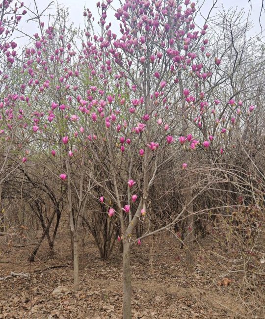 玉兰花什么时候开花？玉兰花花期与养护全攻略：何时盛开及促花指南