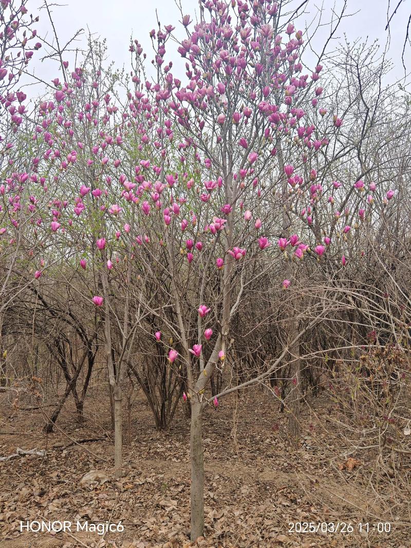 玉兰花什么时候开花?玉兰花花期与养护全攻略:何时盛开及促花指南 玉兰花什么时候开花?玉兰花花期与养护全攻略:何时盛开及促花指南