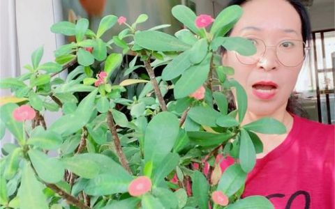 虎刺梅不开花了怎么办？先排查这4类原因