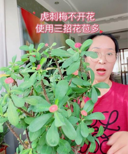 虎刺梅不开花了怎么办？先排查这4类原因