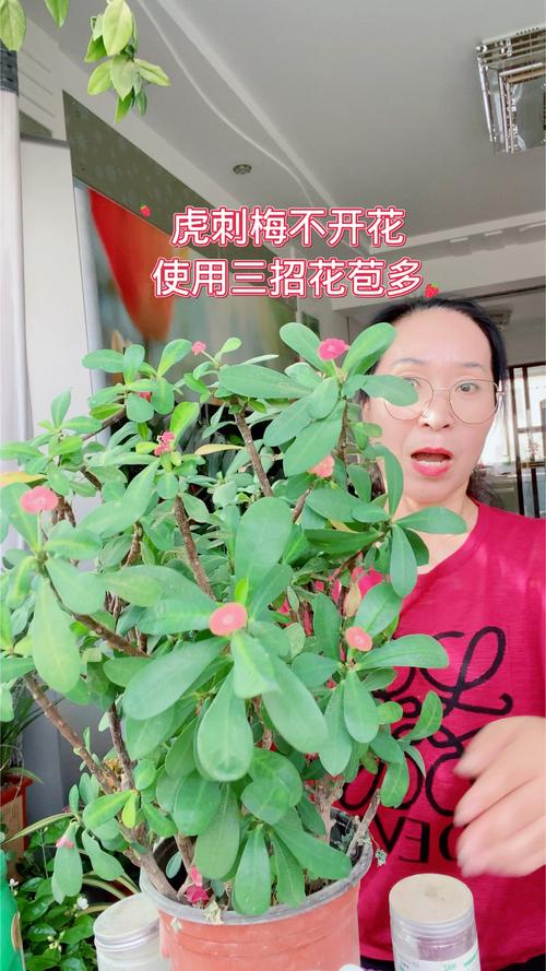虎刺梅不开花了怎么办?先排查这4类原因 一、常见原因列表