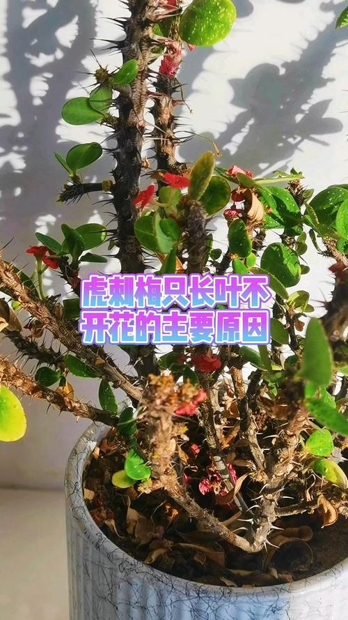 虎刺梅不开花了怎么办?先排查这4类原因 三、处理办法:让虎刺梅重新进入开花状态