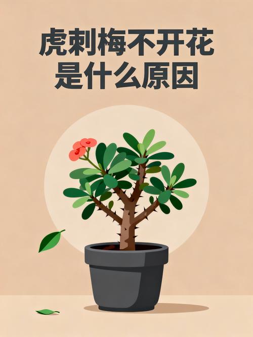 虎刺梅不开花了怎么办?先排查这4类原因 二、顺序性排查清单:按这5步查,最快找出原因