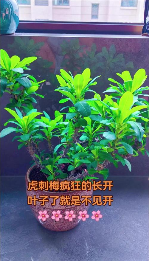 虎刺梅不开花了怎么办?先排查这4类原因 四、判断你家虎刺梅不开花的最快结论