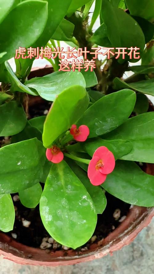 虎刺梅不开花了怎么办?先排查这4类原因 五、日常促花要点