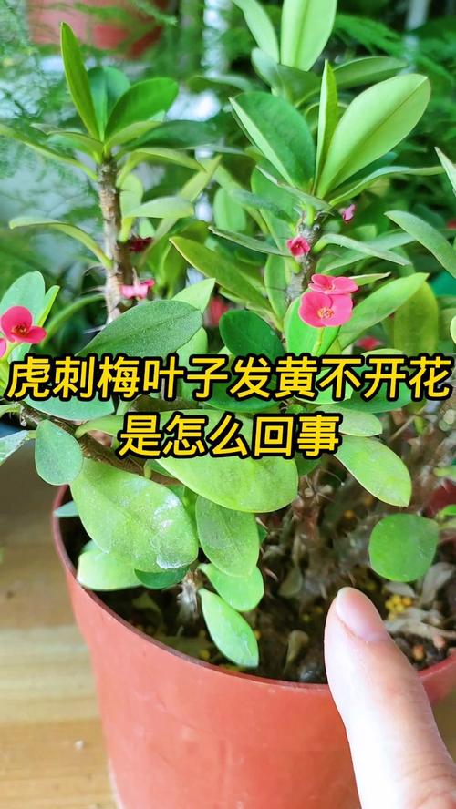 虎刺梅不开花了怎么办?先排查这4类原因 FAQ