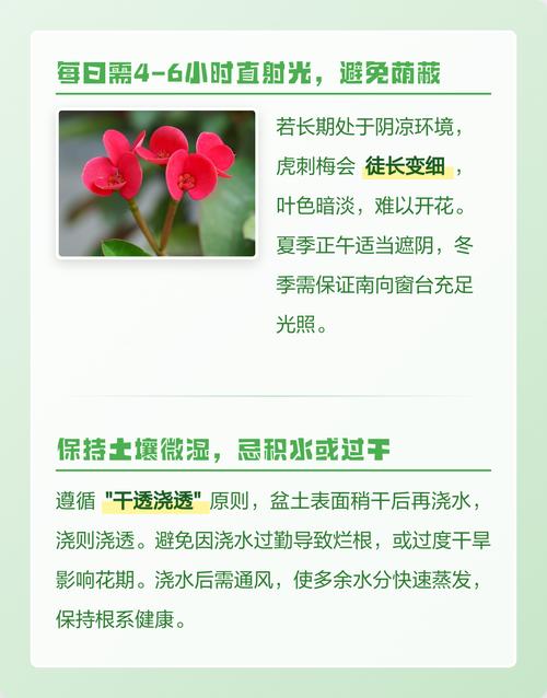 虎刺梅不开花了怎么办?先排查这4类原因 总结