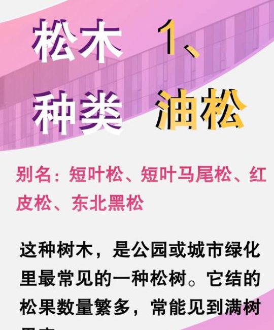 为什么松树四季常青？——松树生长习性与南北栽培全指南