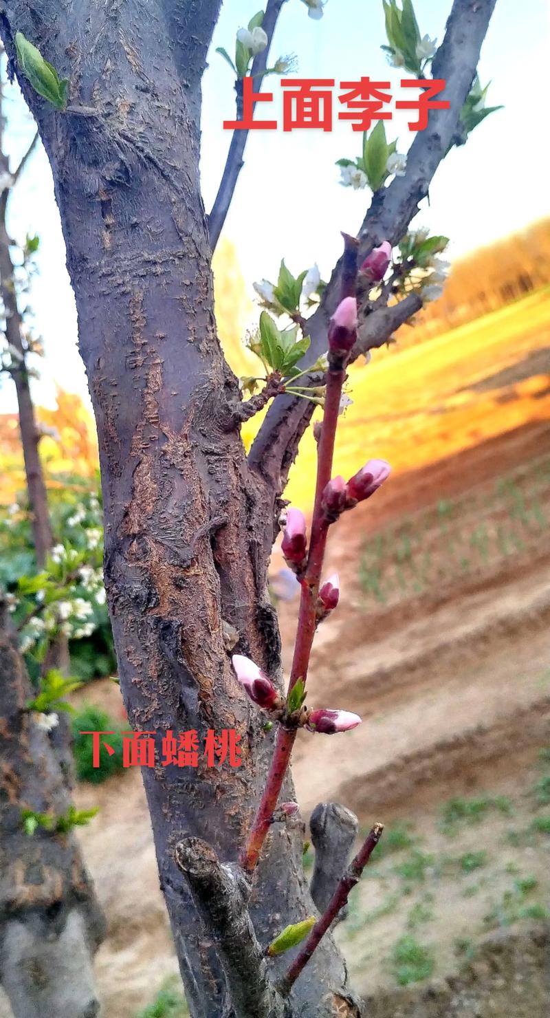 砧木苗采购的三大判断标准