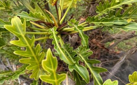 天南星科植物有哪些？盘点10种适合家庭的观叶植物
