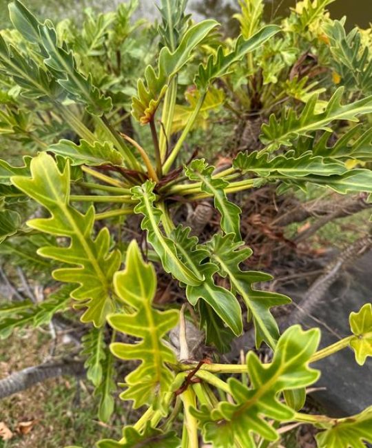 天南星科植物有哪些？盘点10种适合家庭的观叶植物
