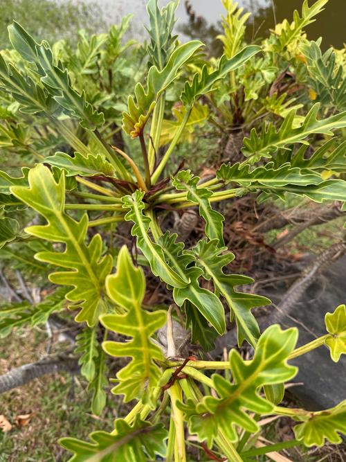 天南星科植物有哪些?盘点10种适合家庭的观叶植物 天南星科植物有哪些?盘点10种适合家庭的观叶植物