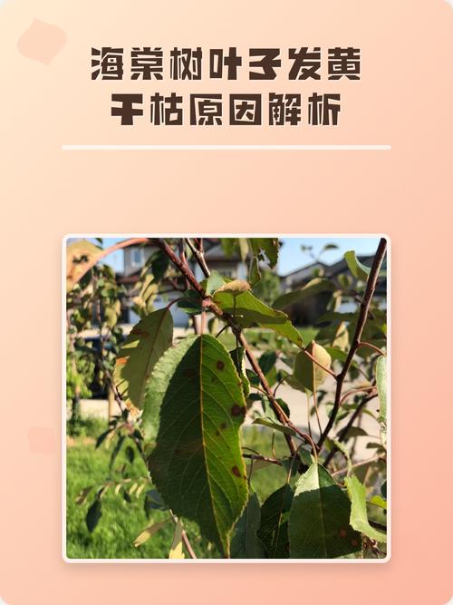 海棠树叶子发黄干枯怎么回事?常见原因、排查步骤与处理方法 水肥失调处理
