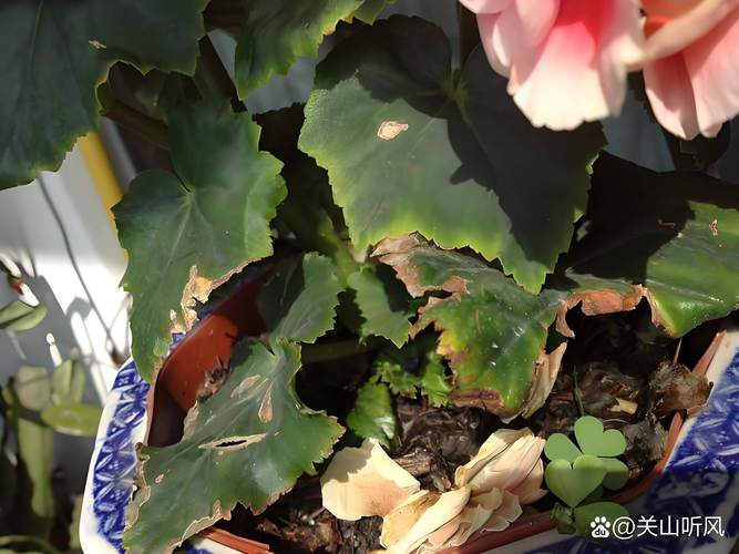 海棠树叶子发黄干枯怎么回事?常见原因、排查步骤与处理方法 排查步骤