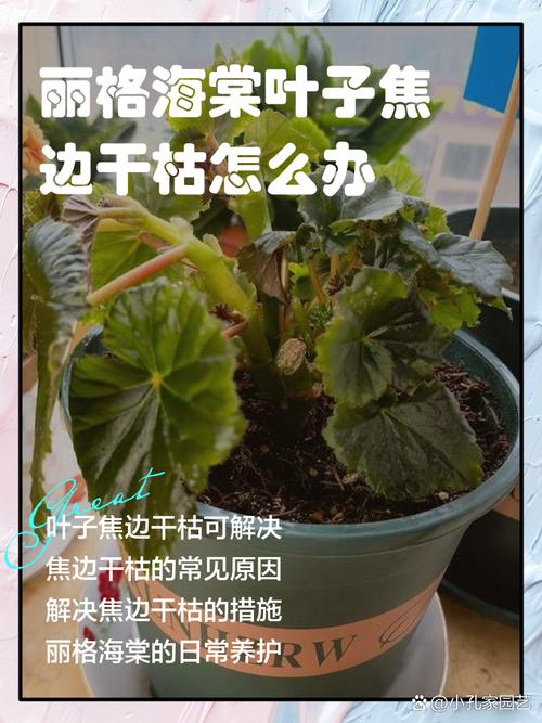 海棠树叶子发黄干枯怎么回事?常见原因、排查步骤与处理方法 处理后观察