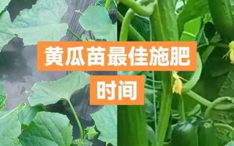 黄瓜什么时候种植合适？——全季节黄瓜高标准种植技术指南