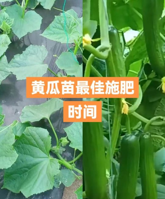 黄瓜什么时候种植合适？——全季节黄瓜高标准种植技术指南