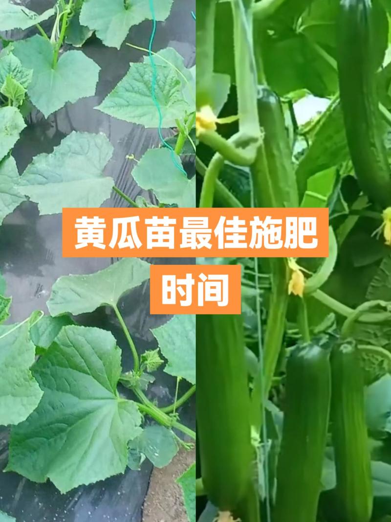 黄瓜什么时候种植合适？——全季节黄瓜高标准种植技术指南
