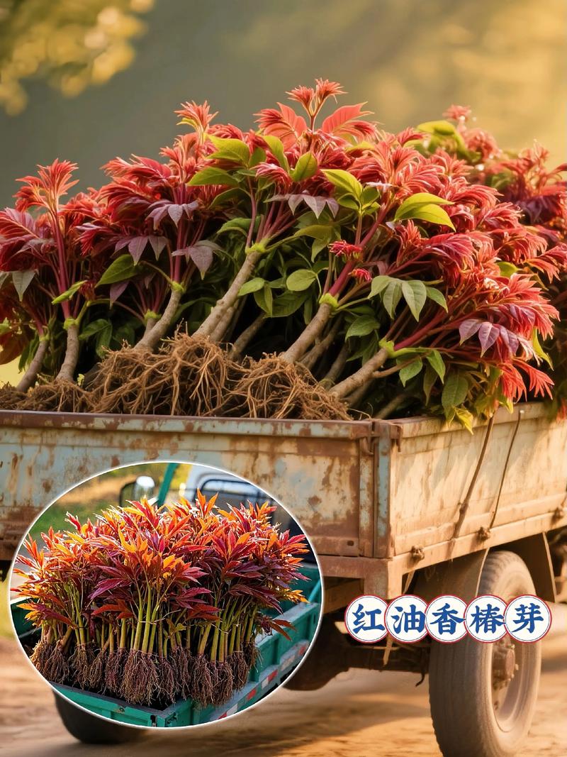 水培香椿苗最佳食用方法及种植技术指南 水培种植流程与关键参数