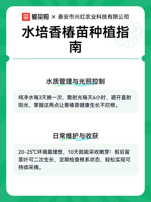 水培香椿苗最佳食用方法及种植技术指南 总结