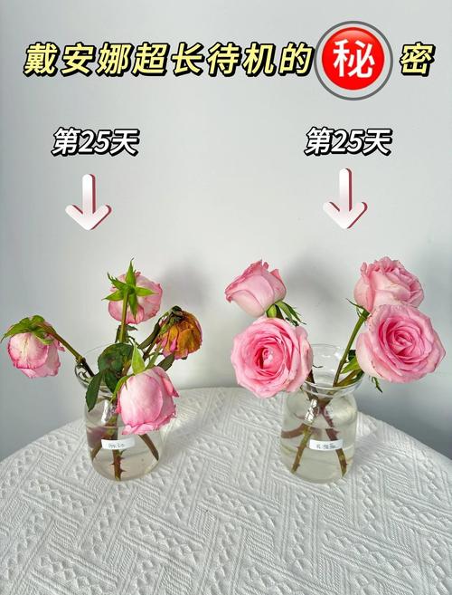买花卉在哪个平台买比较好?月季选购与养护全指南 FAQ(与正文一致)