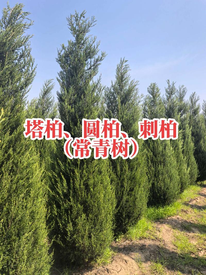塔柏苗木采购指南:科学评估渠道,确保品种与规格双达标 根系状态评估与运输装车方案核验