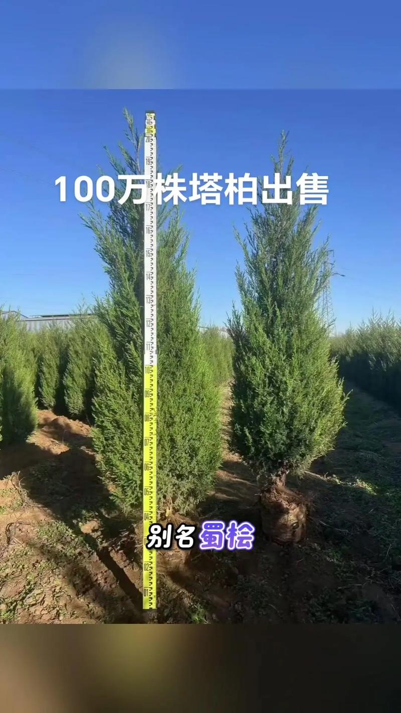 塔柏苗木采购指南:科学评估渠道,确保品种与规格双达标 综合评估结论