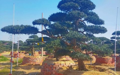 屋后种罗汉松树好不好？庭院应用、规格选择与移栽养护全指南