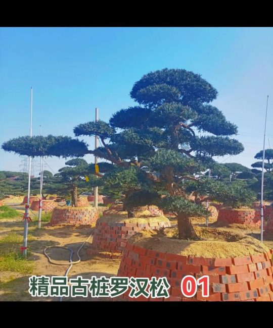 屋后种罗汉松树好不好？庭院应用、规格选择与移栽养护全指南