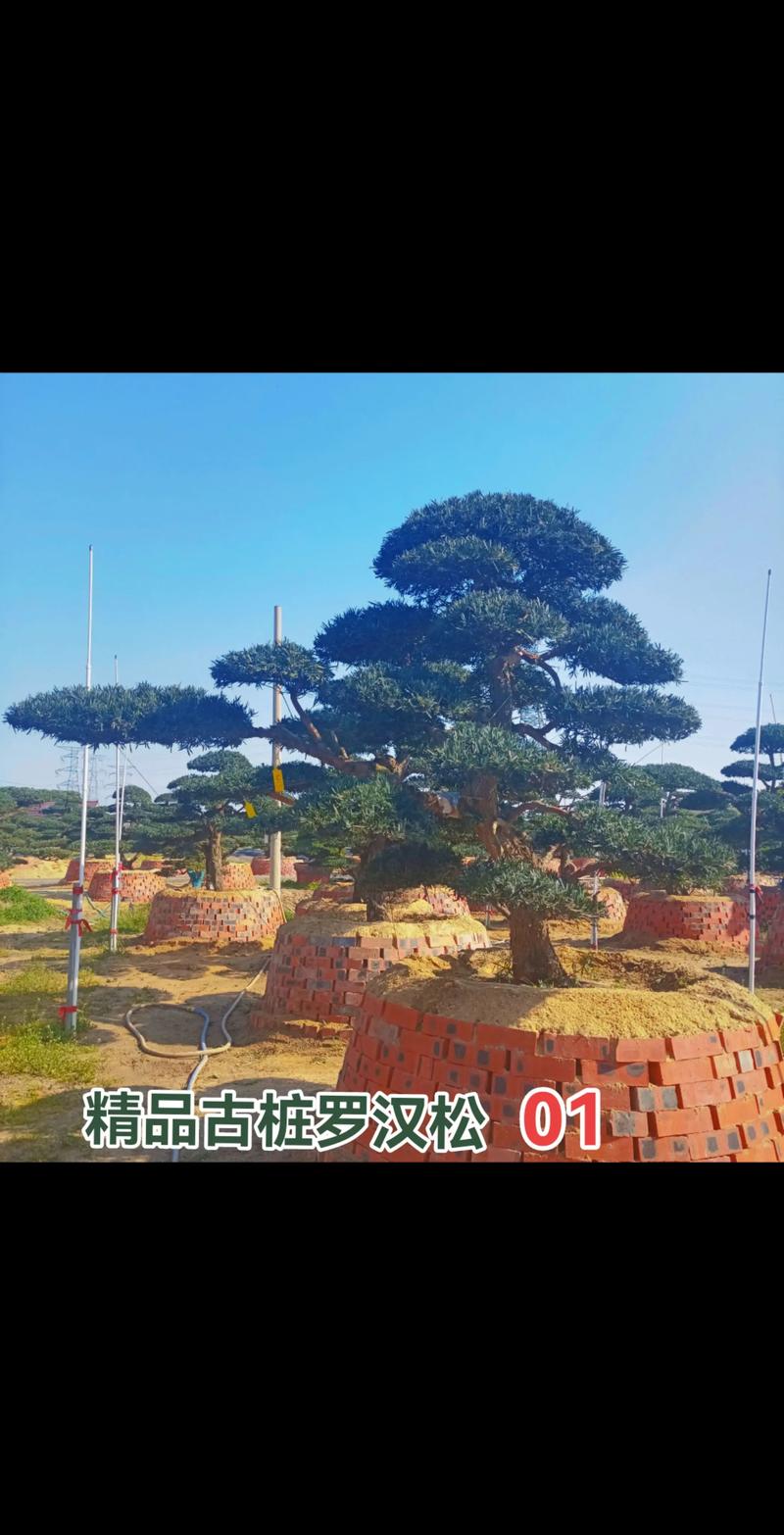 屋后种罗汉松树好不好?庭院应用、规格选择与移栽养护全指南 屋后种罗汉松树好不好?