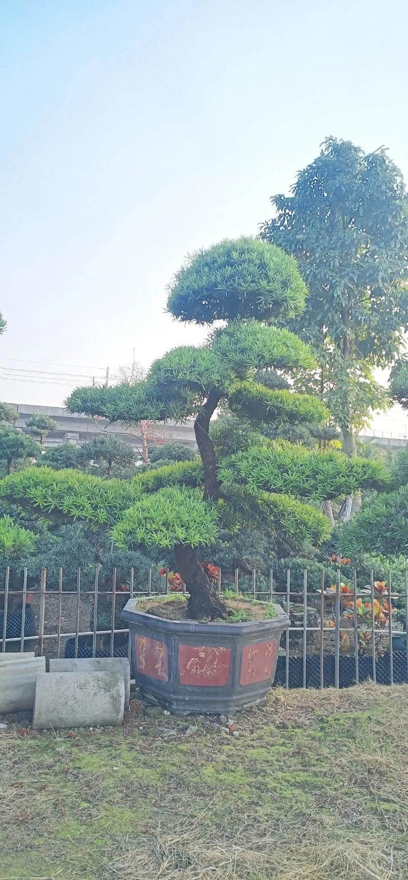 屋后种罗汉松树好不好?庭院应用、规格选择与移栽养护全指南 罗汉松在屋后庭院的适用性