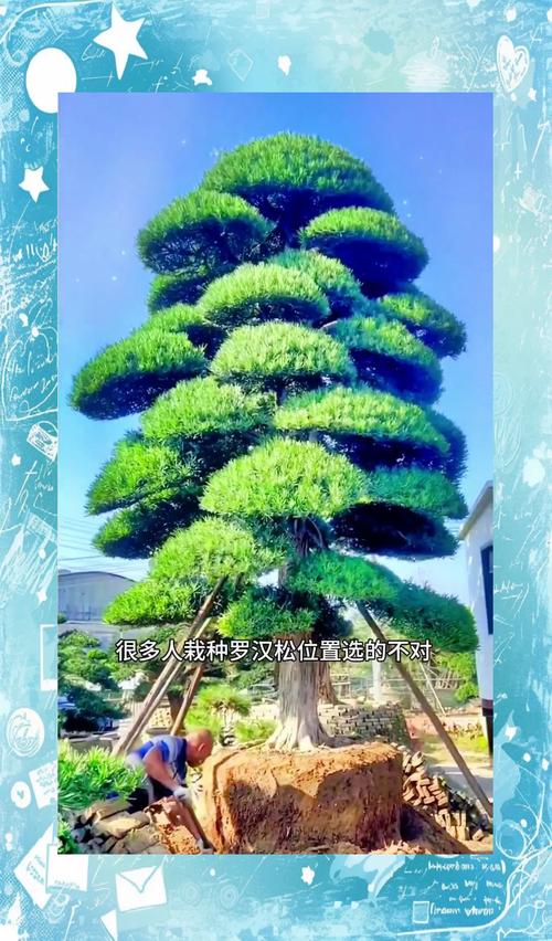 屋后种罗汉松树好不好?庭院应用、规格选择与移栽养护全指南 全冠移栽与土球标准