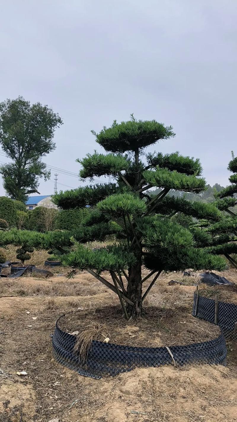 屋后种罗汉松树好不好?庭院应用、规格选择与移栽养护全指南 常见三误区